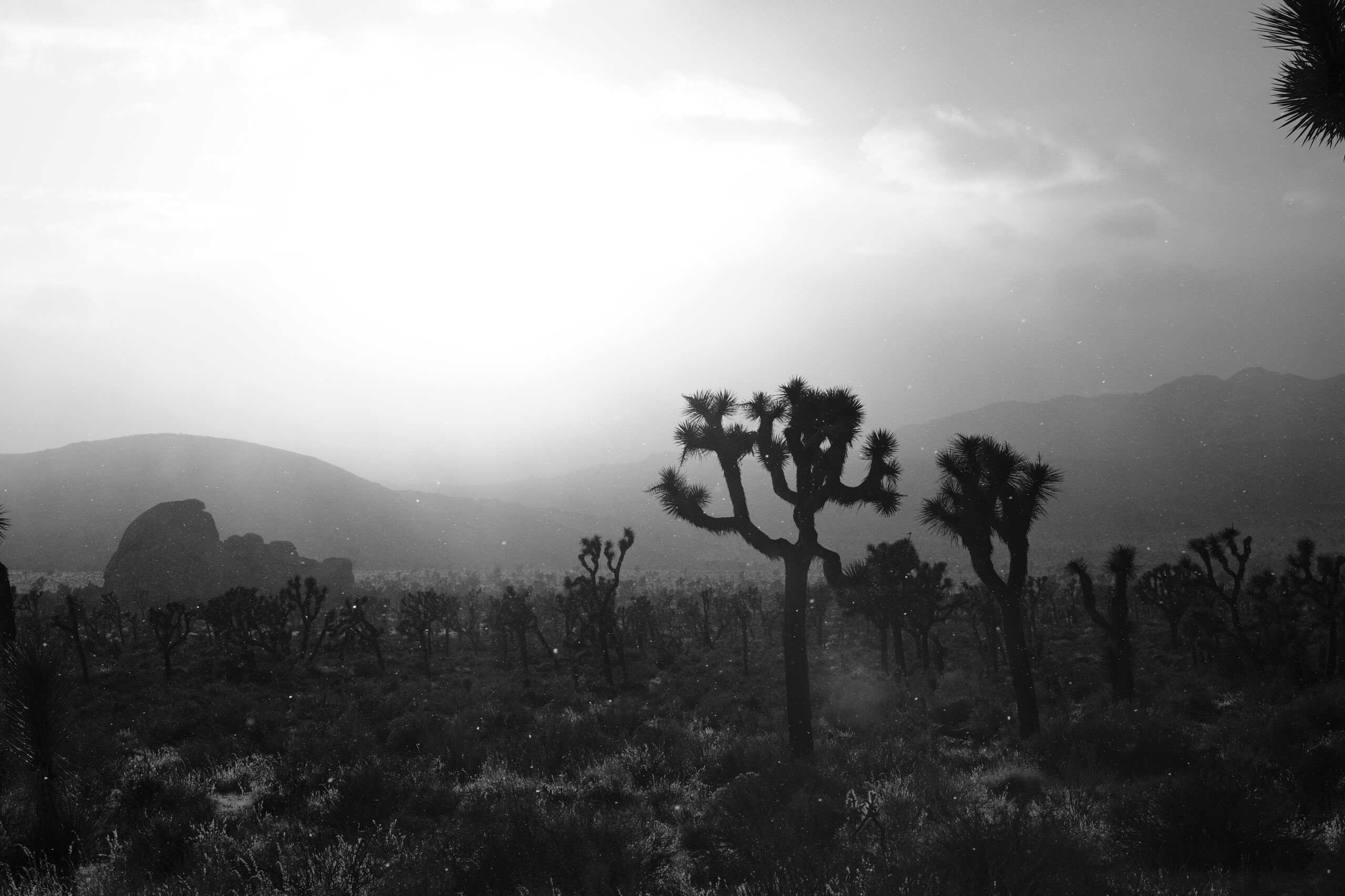 Joshua Tree National Park